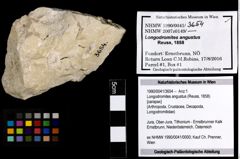 Foto (Objekt + Etiketten) von Longodromites angustus (Reuss, 1858) 